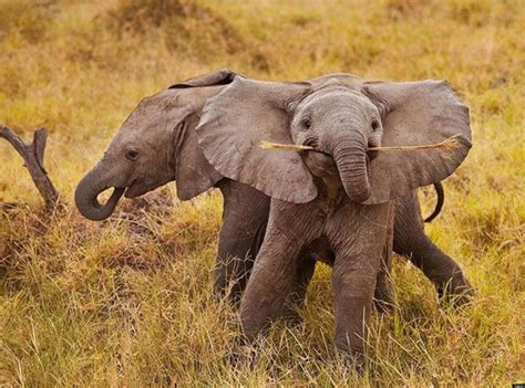 Smiling Baby Elephant Is The Cutest (PHOTO) | HuffPost