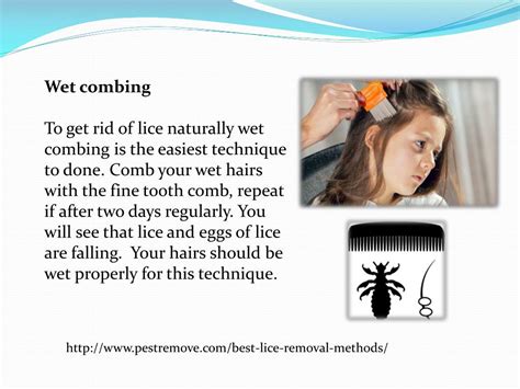 PPT - BEST LICE REMOVAL METHODS PowerPoint Presentation, free download - ID:7893051