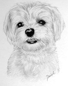 Maltese Dog Sketch at PaintingValley.com | Explore collection of Maltese Dog Sketch