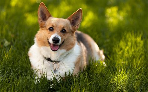 🔥 [50+] Christmas Corgi Wallpapers | WallpaperSafari