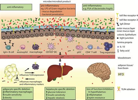 Frontiers | The Immune System Bridges the Gut Microbiota with Systemic Energy Homeostasis: Focus ...