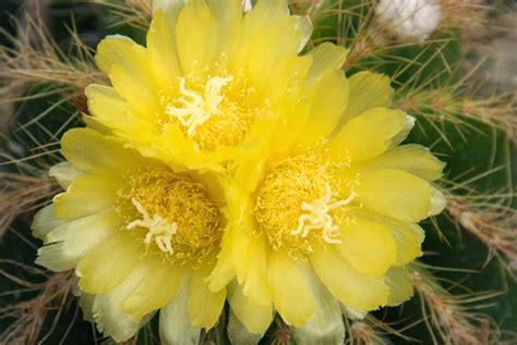 Image Gallery – California Cactus Center