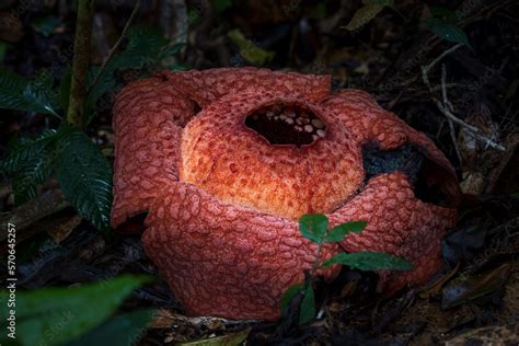 Rafflesia, the largest individual flower on Earth, Sulawesi Stock Photo ...