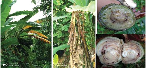 1 Symptoms of bacterial diseases in banana. | Download Scientific Diagram