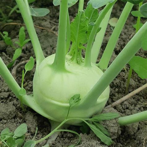 Organic Kohlrabi w/ Greens | Heartbeet Farm