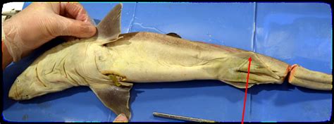 Solved Dogfish Shark Dissection Name the indicated | Chegg.com