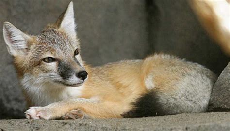 Swift Fox Facts, Pictures & Information. North American Wild Dog Species