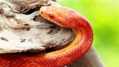 Where Do Corn Snakes Live? (6 Places They Can Be Found) - Fur, Wings, & Scaly Things