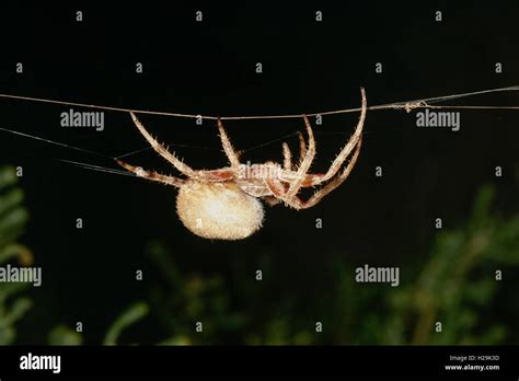 side view of Orb weaver spider on web in coastal sand habitat, Umm al ...