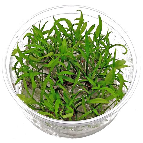 Cryptocoryne parva | Aquasabi - Aquascaping Shop