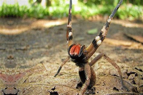 Veneno de araña bananera podría ser mejor que el Viagra | La Pampa Día x Día