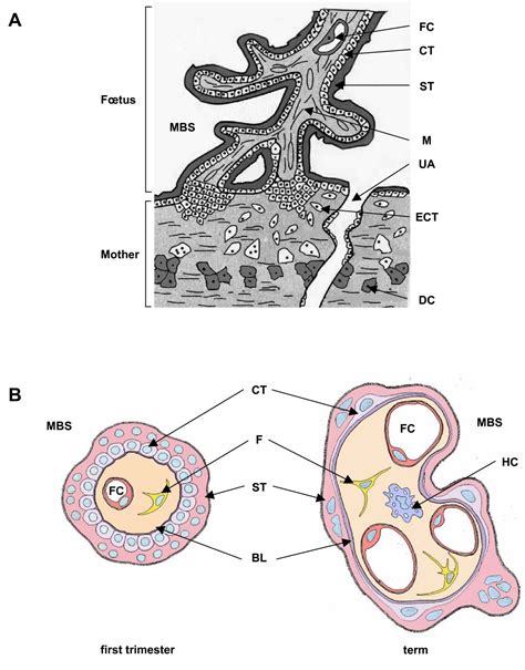 Human endogenous retrovirus-FRD envelope protein (syncytin 2) expression in normal and trisomy ...