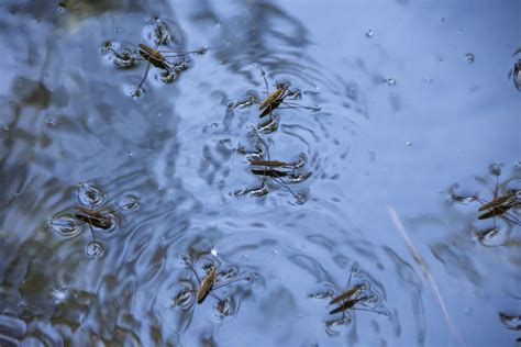 Water Bugs Free Stock Photo - Public Domain Pictures