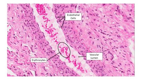 Classification by number of layers of cells – Veterinary Histology