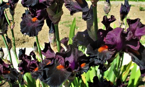 Dracula’s kiss – Un jardin en forêt de Darney