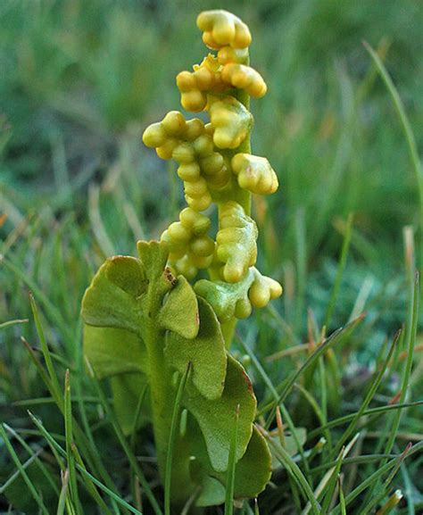 Botrychium lunaria | Ferns and Lycophytes of the World