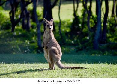 Young Kangaroo Sunbathing On Bright Summer Stock Photo 775672771 | Shutterstock