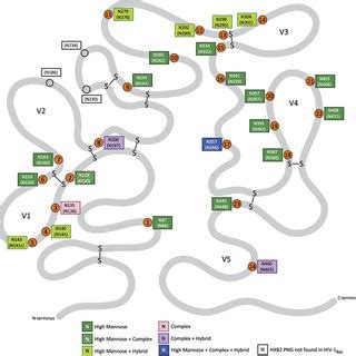 Visual representation of the HIV-1BaL gp120 secondary structure.:... | Download Scientific Diagram