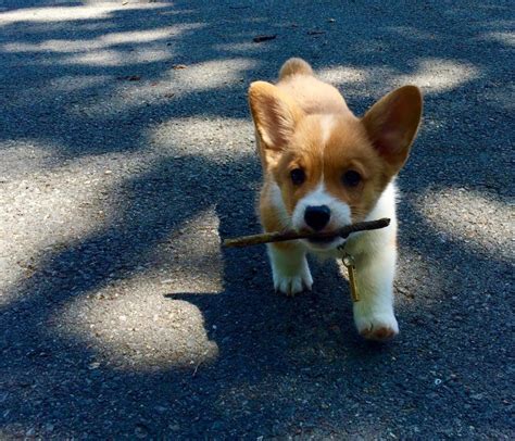 Corgi Puppies Playing