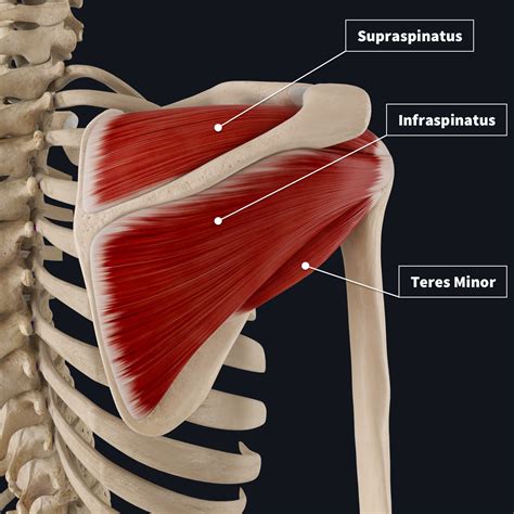 Rotator cuff tear: The Facts | Complete Anatomy