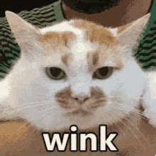 Cat Wink GIF - Cat wink - Discover & Share GIFs