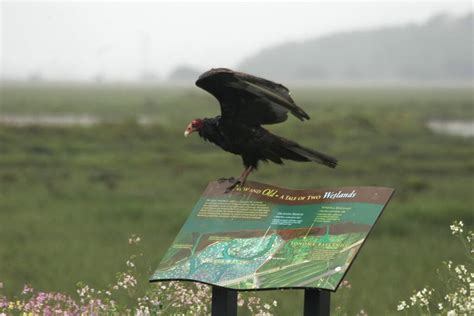 Sears Point’s wetlands join San Pablo Bay National Wildlife Refuge