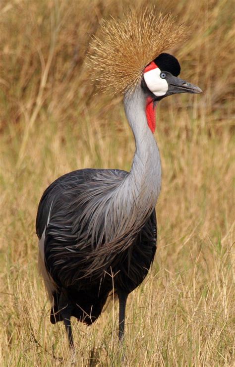 Crowned Crane - Wildlife Shots