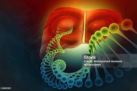 Human Liver Anatomy With Dna Strand On Scientific Background 3d Illustration Stock Photo ...