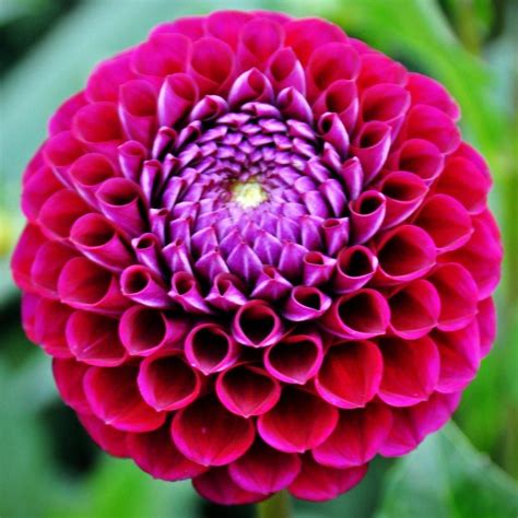 Dahlia Ivanetti | Easy to grow bulbs, Bulbs for sale, Bare root peonies