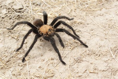 It's Late Summer And Thousands Of Tarantulas In Southeastern Colorado ...