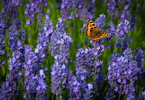 Lavender Butterfly Wallpapers - Top Free Lavender Butterfly Backgrounds - WallpaperAccess