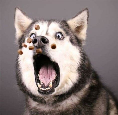 Funny Animals | Husky funny, Funny dogs, Funny animals