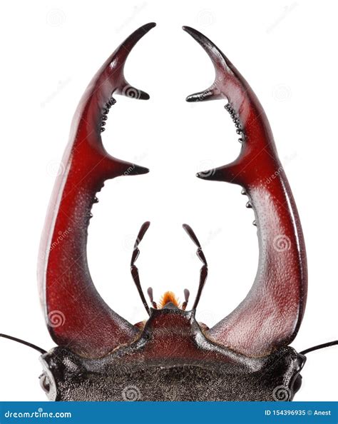 Stag Beetle mandibles stock image. Image of arthropoda - 154396935