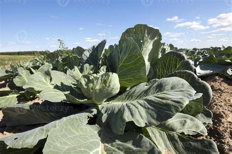 Field with cabbage 9495847 Stock Photo at Vecteezy