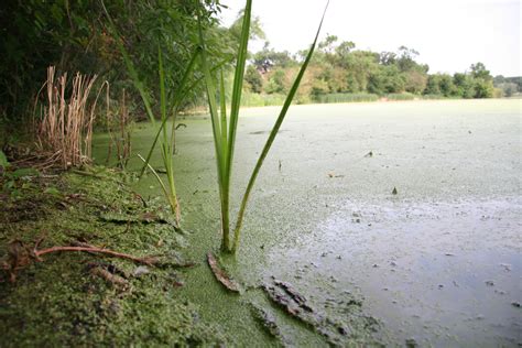 Toxic algae can put water sources at risk