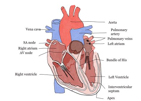 Human Cardiovascular System - Heart, Blood, Blood Vessels, Lymphatic System, Arteries and ...