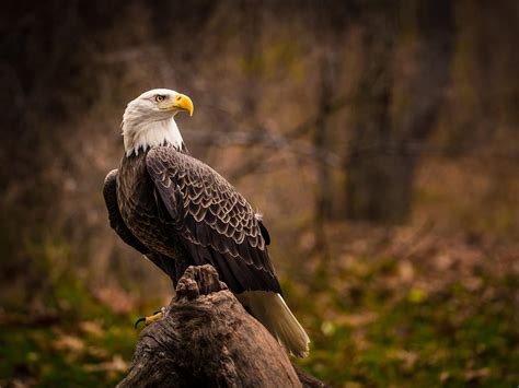 Bald Eagle Nesting (All You Need To Know) | Birdfact