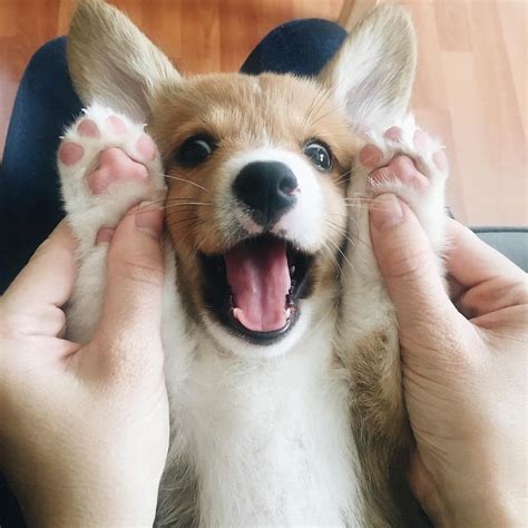 Corgi cuteness overload : r/aww