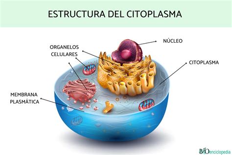 Mapa Conceptual Sobre La Célula Citoplasma Biología Celular Images | Porn Sex Picture