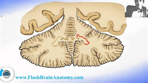 Brain Anatomy: Cerebellar Nuclei Section - YouTube