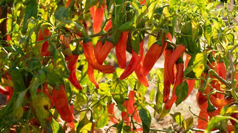 Chile Pepper Statistics | New Mexico Magazine