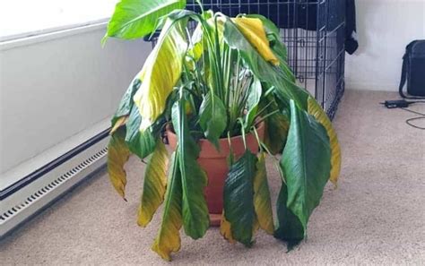 6 Signs Of Overwatered Peace Lily (And Step By Step Solution) - Garden For Indoor