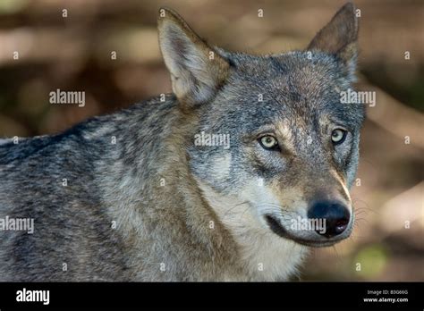 Wolf Nose Close Up High Resolution Stock Photography and Images - Alamy