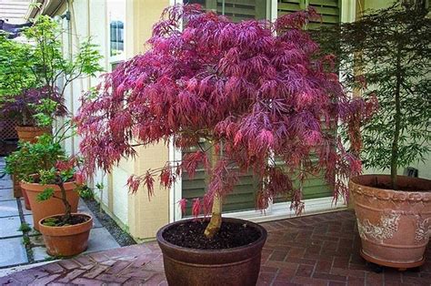 How To Grow Dwarf Japanese Maple | Farmixo