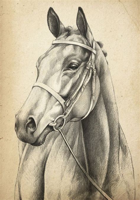 horse head drawing … | Horse head drawing, Horse sketch, Animal drawings