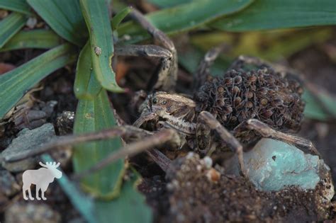 Wolf Spider Habitat Facts — Forest Wildlife