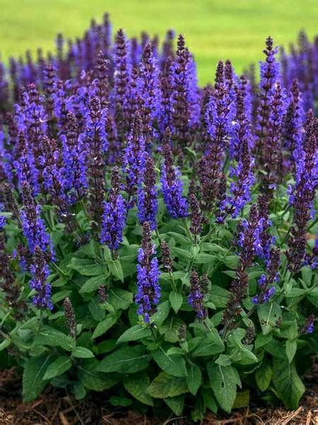 16 Perennials That Attract Hummingbirds to Your Garden! - Finding Sea Turtles