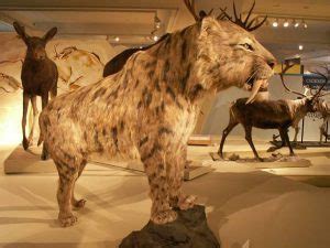 Smilodon Facts, Habitat, Diet, Fossils, Pictures