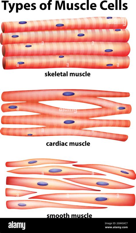 Premium Vector Diagram Showing Types Of Muscle Cells | The Best Porn Website