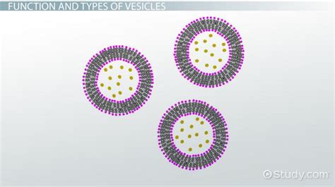 Secretory Vesicles Diagram